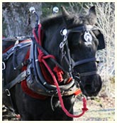 Maggie the Wonder Horse