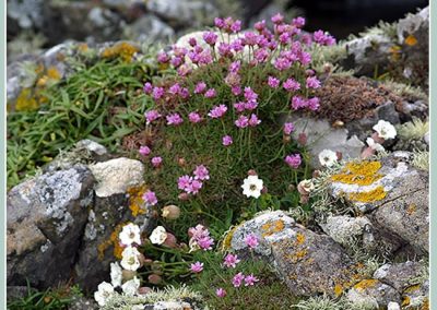 The Burren